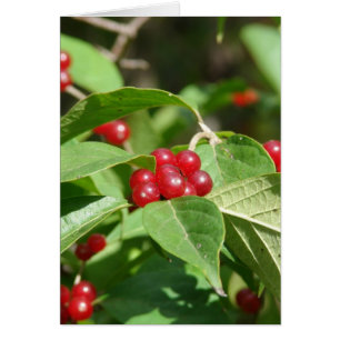 Red Berries Merry Christmas Cards