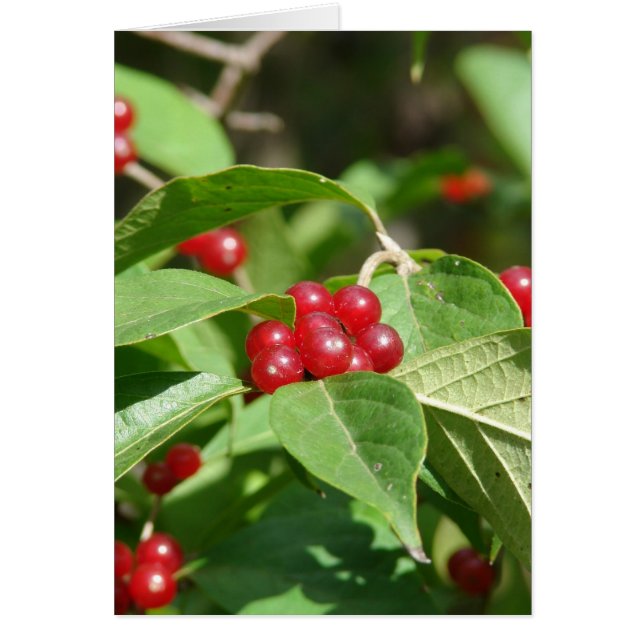Red Berries Merry Christmas Cards (Front)