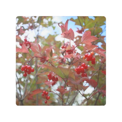 Red Berries Nature Photo Fruit Garden Fall Autumn Metal Print