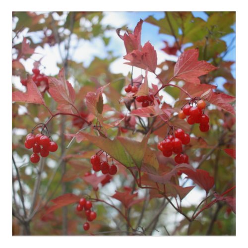 Red Berries Nature Plants Fruit Garden Fall Autumn Acrylic Print