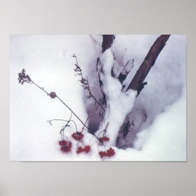 Red Berries on Snow Poster (Front)