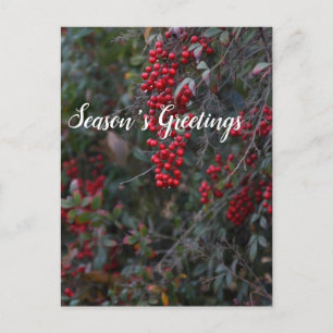 Red berries, Season's Greetings Holiday Postcard