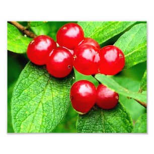 Red Berries With Raindrops Close Up 8x10 Photo Print