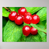 Red berries Poster