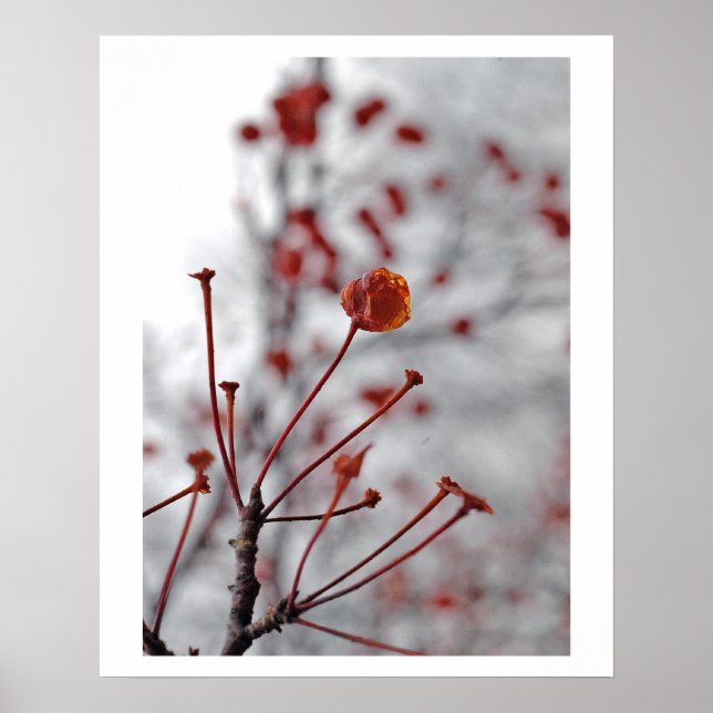 red berry poster (Front)