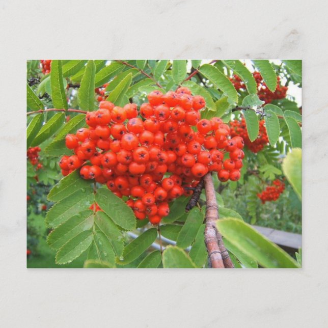Red Berry Tree in Skagway Alaska Postcard (Front)