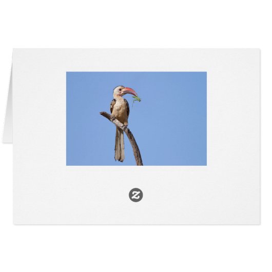 Red-billed Hornbill (Back Horizontal)