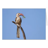 Red-billed Hornbill (Front Horizontal)