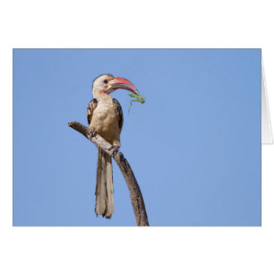 Red-billed Hornbill
