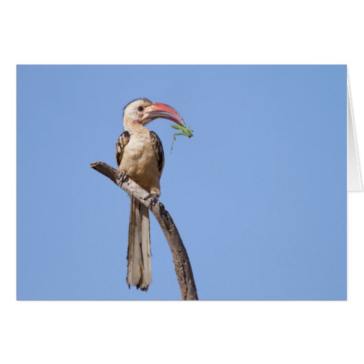 Red-billed Hornbill (Front Horizontal)