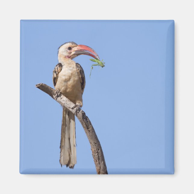 Red-billed Hornbill Magnet (Front)
