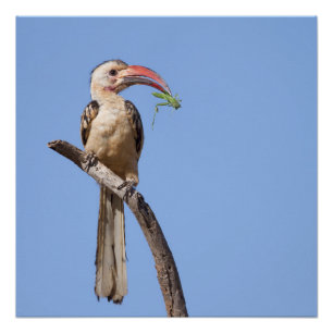 Red-billed Hornbill Poster