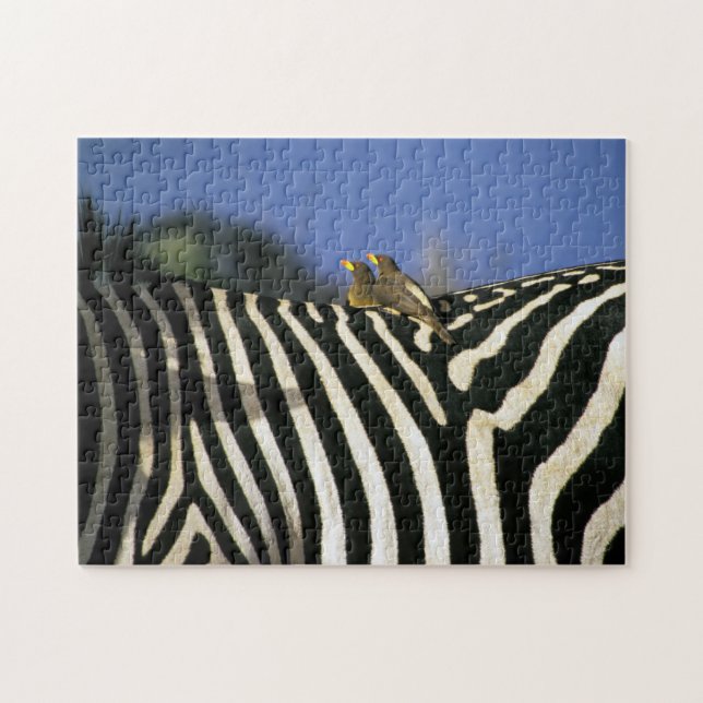 Red-billed oxpecker bird on a Zebra back- Zimbabwe Jigsaw Puzzle (Horizontal)