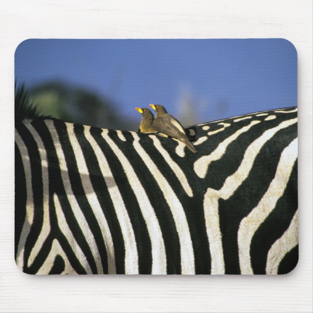 Red-billed oxpecker bird on a Zebra back- Zimbabwe Mouse Pad (Front)