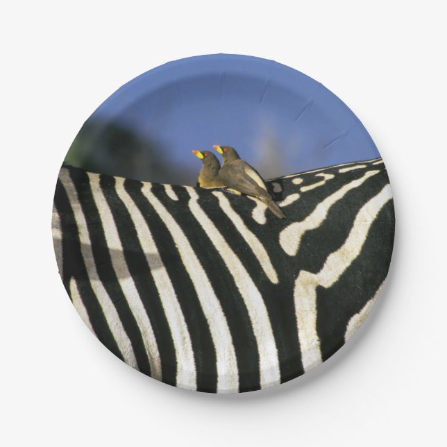 Red-billed oxpecker bird on a Zebra back- Zimbabwe Paper Plates (Front)