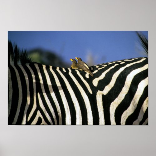 Red_billed oxpecker bird on a Zebra back_ Zimbabwe Poster