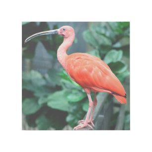 Red Bird 12" x 12" Gallery Wrap