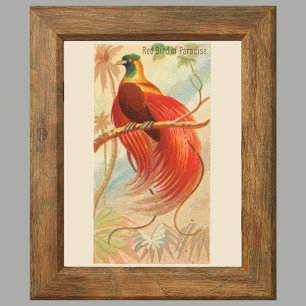 Red Bird of Paradise, Gallery Wall Set of 6, 1/6 Poster