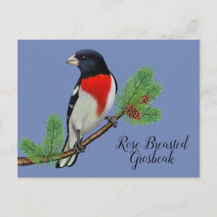 Red Black Bird Painting Rose Breasted Grosbeak Postcard