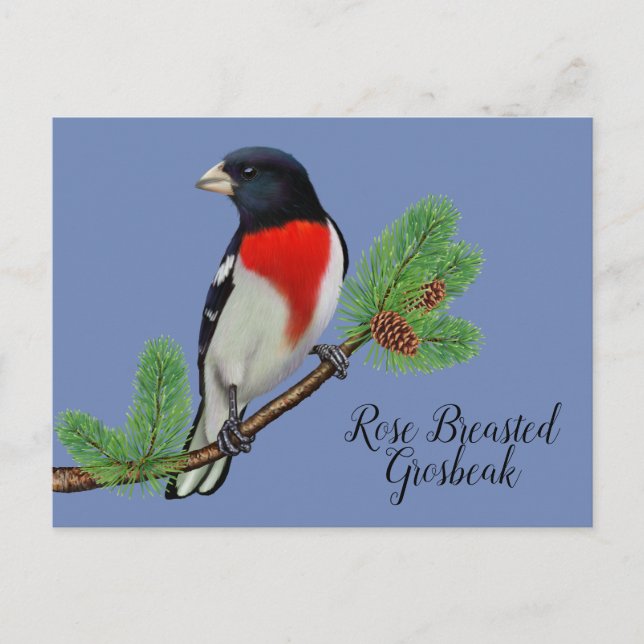 Red Black Bird Painting Rose Breasted Grosbeak Postcard (Front)