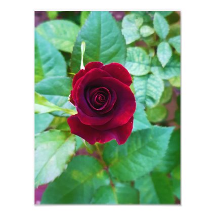 Red black flower photo print