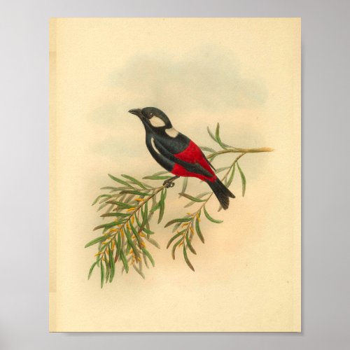 Red Black Flycatcher Bird Vintage Print