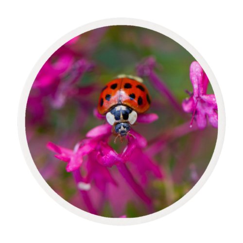 Red Black Ladybug Ladybird on Pink Flowers Edible Frosting Rounds