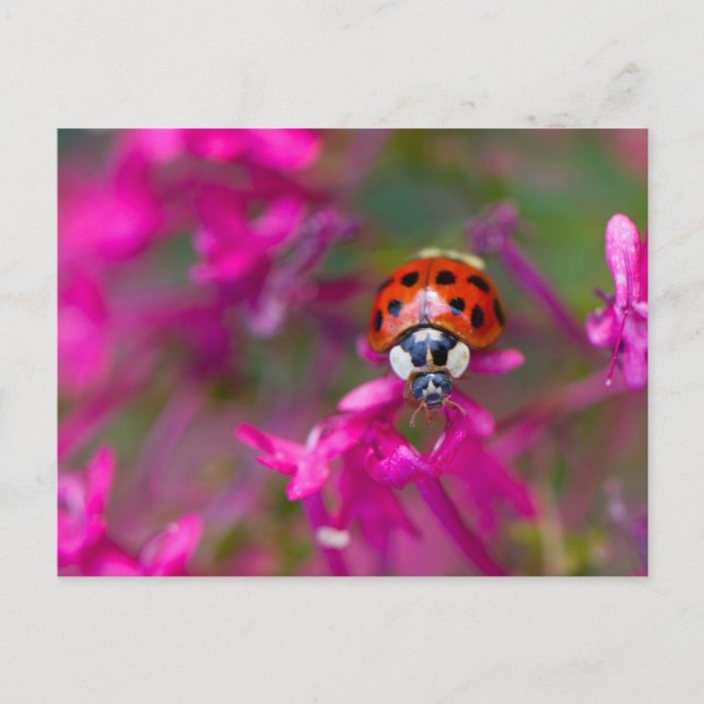 Red Black Ladybug Ladybird on Pink Flowers Postcard (Front)