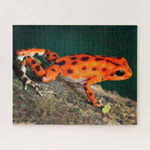Red & Black Poison Dart Frog Jigsaw Puzzle