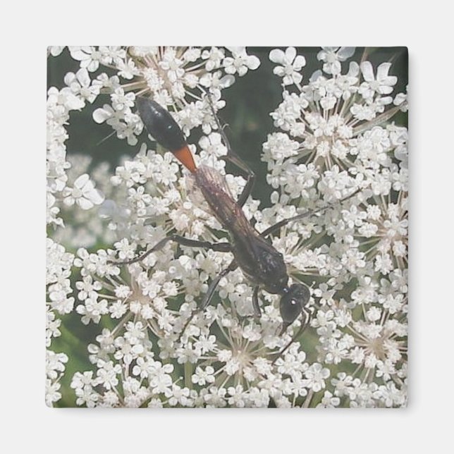 Red & Black Wasp Magnet (Front)