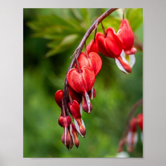 Red Bleeding Heart Flowers Dangling a Stem Poster (Front)