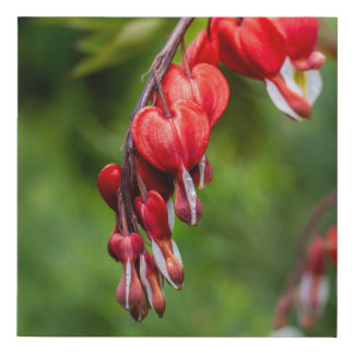 Red Bleeding Heart Flowers Dangling on Stem Faux Canvas Print