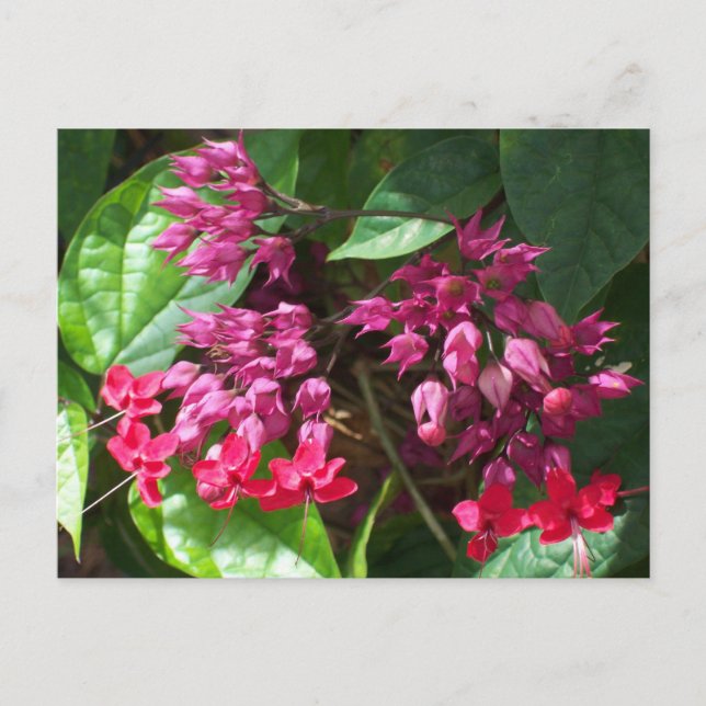 Red Bleeding Heart Photo Postcard (Front)