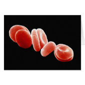 Red Blood Cells (Front Horizontal)