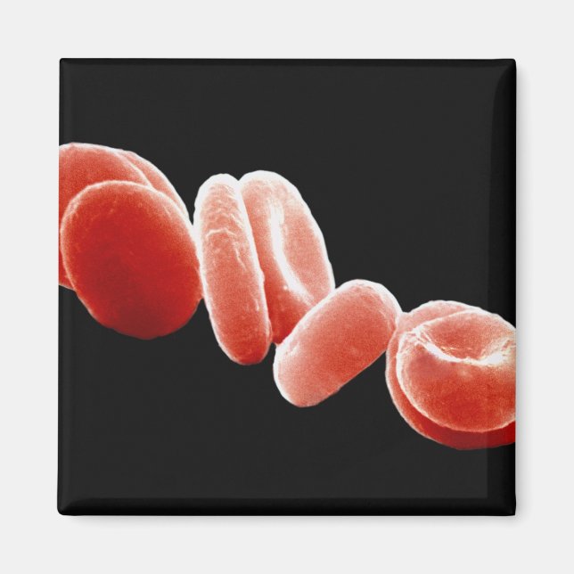 Red Blood Cells Magnet (Front)