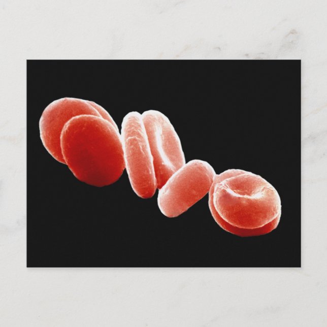 Red Blood Cells Postcard (Front)
