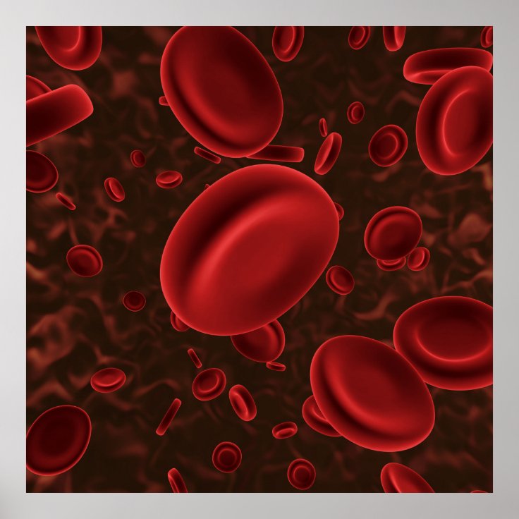 Red Blood Cells Poster | Zazzle