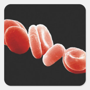 Red Blood Cells Square Sticker