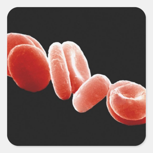 Red Blood Cells Square Sticker (Front)