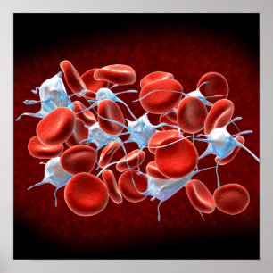 Red Blood Cells With Leukocytes Poster