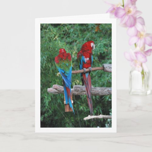 Red Blue And Green Parrots Card