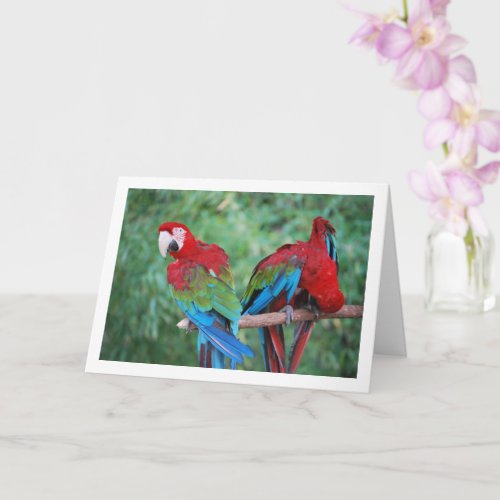 Red Blue And Green Parrots Portrait Card