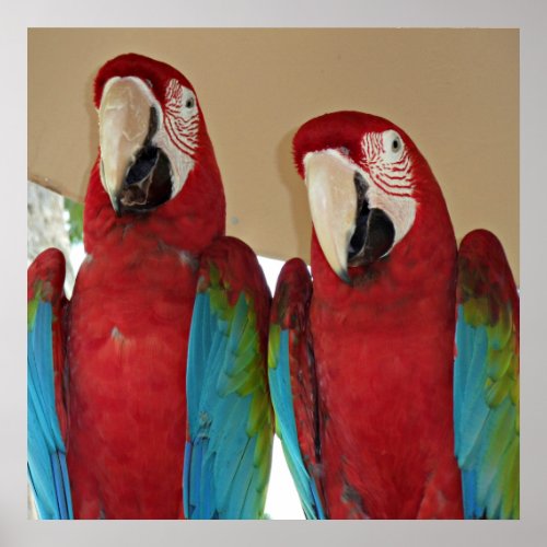 Red Blue Green Macaws Parrots Poster
