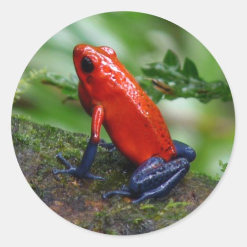 Red  Blue Poison Dart Frog Classic Round Sticker