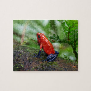 Red & Blue Poison Dart Frog Jigsaw Puzzle