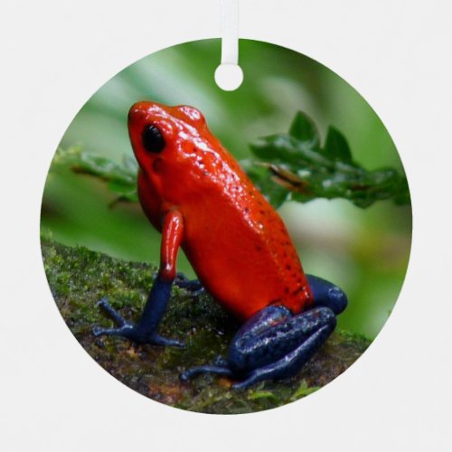Red  Blue Poison Dart Frog Metal Ornament