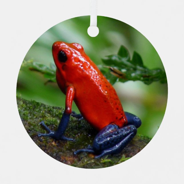 Red & Blue Poison Dart Frog Metal Ornament (Front)