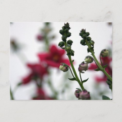 Red Blur Diascia _ Floral Photography Postcard