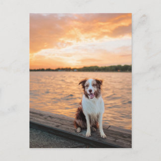 Red Border Collie Sunset Lake Dock Postcard