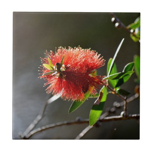 RED BOTTLE BRUSH FLOWER CALLISTEMON  AUSTRALIA TILE